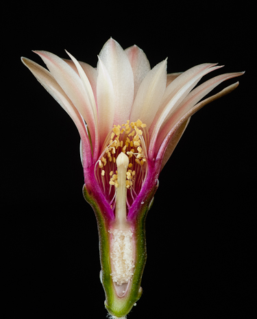 Gymnocalycium terweemeanum GN 81-203